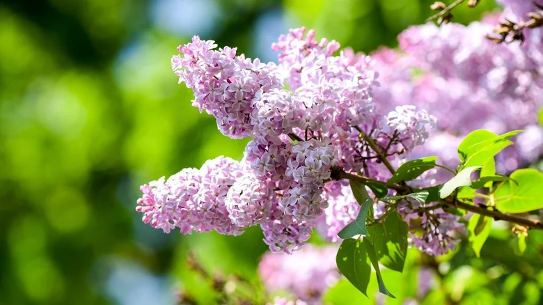 Plant Lilacs With This Popular Flowering Shrub For A Garden Full Of Color