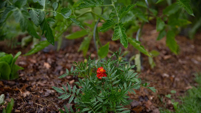 Plant Marigolds Near Your Tomatoes And Watch Them Thrive