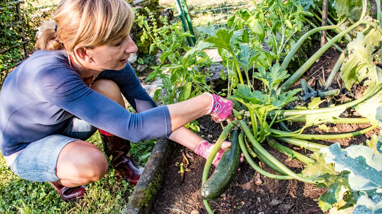 Plant One Garden Favorite Flower With Your Zucchini For All Of Its Benefits