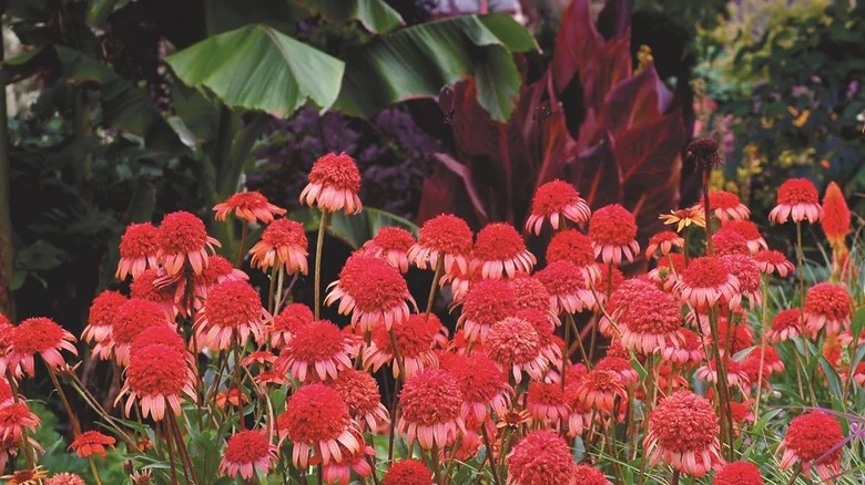 Plant Secret Lust Coneflowers To Attract Birds (But There’s Another Big Benefit)