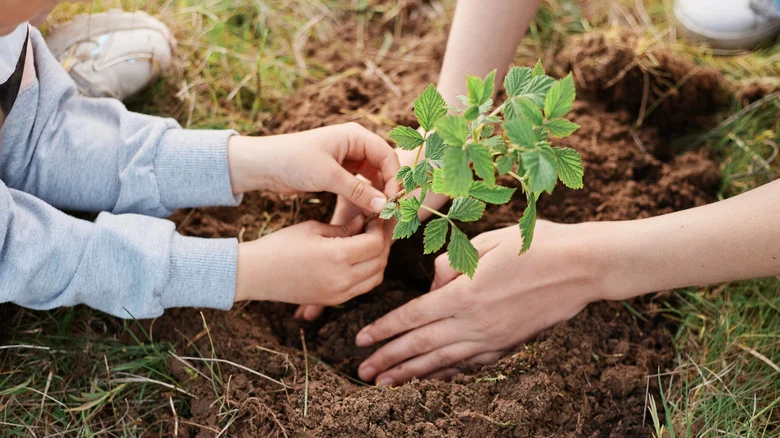 Plant These 11 Fruits Once And They’ll Return To Your Garden On Their Own Every Year