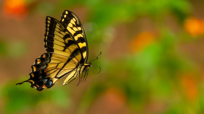 Plant These 12 Fast-Growing Herbs To Turn Your Garden Into A Butterfly Paradise