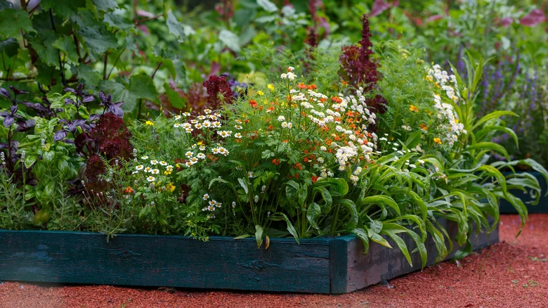 Plant These 12 Veggies Once And They’ll Come Back To Your Garden On Their Own Every Year