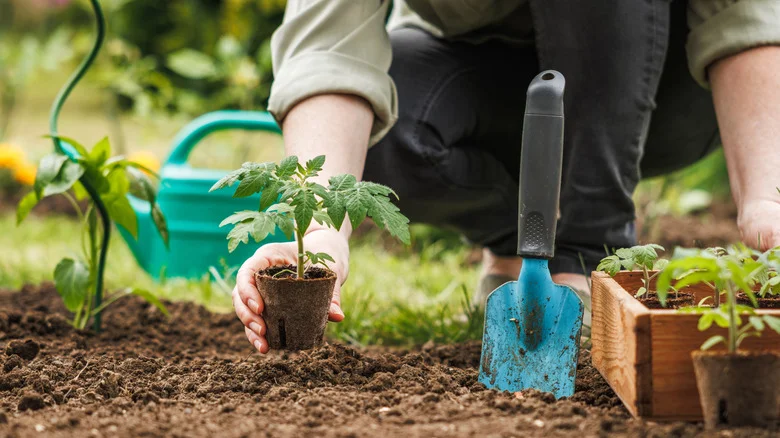 Plant These 20 Herbs Once And They’ll Return To Your Garden On Their Own Each Year