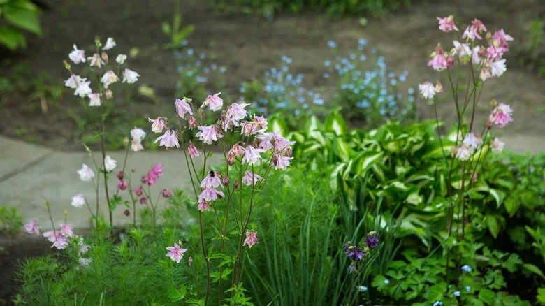 Plant These Spring-Blooming Perennials Near Your Bulbs For Non-Stop Blossoms