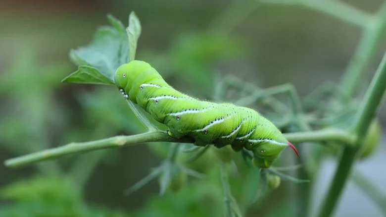 Plant This Delicious Herb To Keep Destructive Hornworms Out Of The Garden