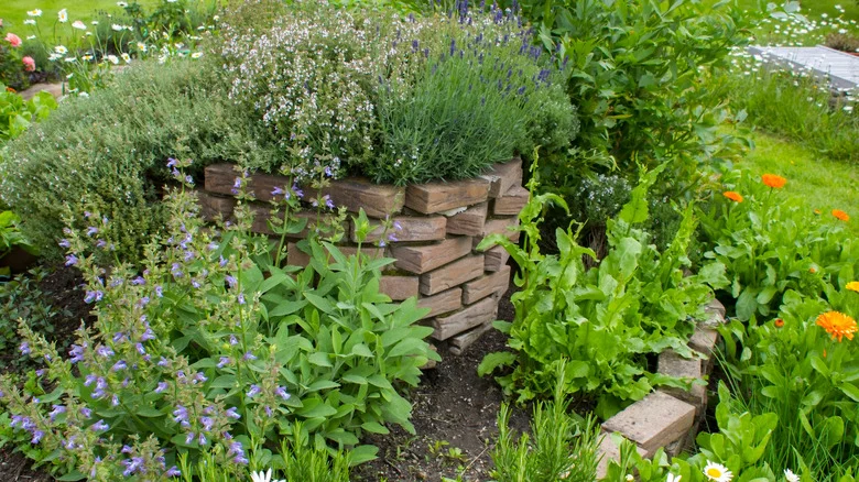 Plant This Easy-To-Grow Herb In August For A Flavorful Harvest Before The First Freeze
