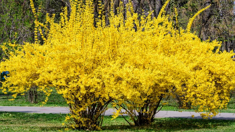 Plant This Flowering Vine With Forsythia For A Wall Of Continuous Color This Summer