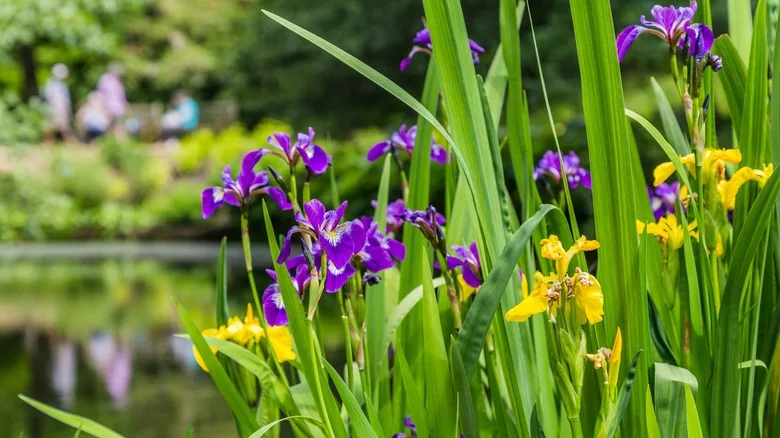 Plant This, Not That: Why You Should Grow Japanese Iris, Not Yellow Flag Iris