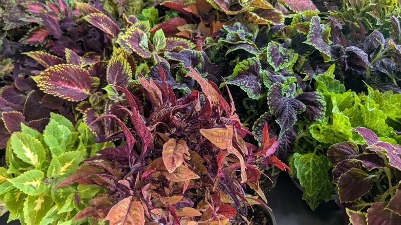 Plant This Perennial Coleus With Fiery Foliage & Watch Hummingbirds Flock To Your Yard
