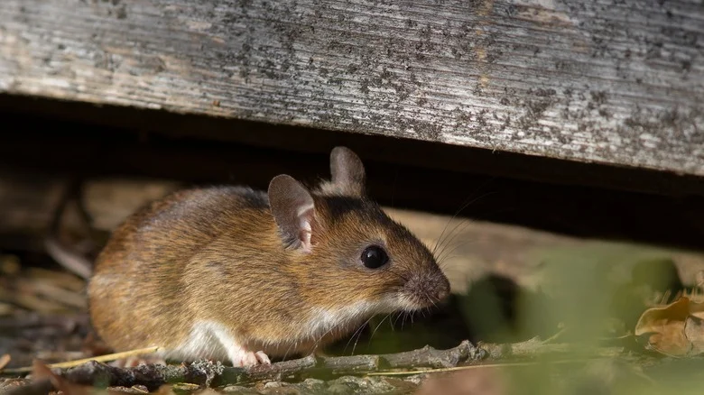 Plant This Refreshing Herb To Naturally Repel Mice From Your Home And Garden