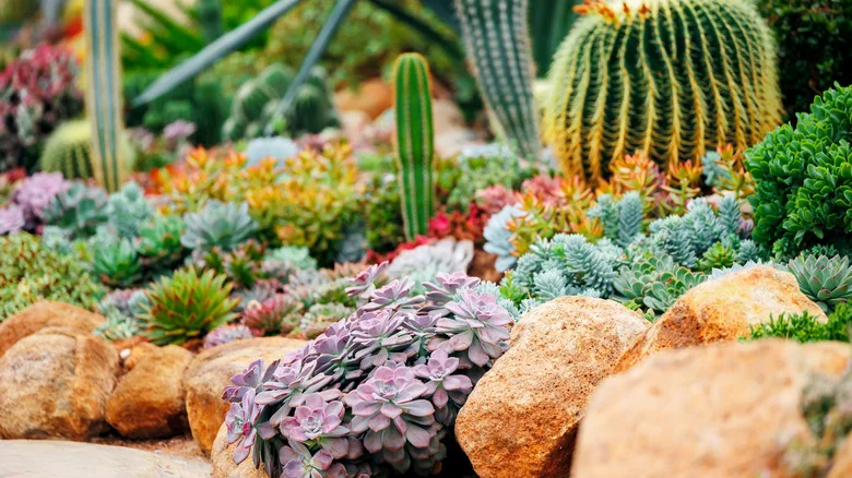 Plant This Succulent For A Pretty Ground Cover That Butterflies Will Flock To