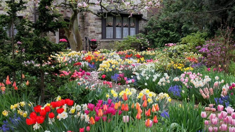 Plant This Unusually Colored Tulip To Add Interest To Your Garden