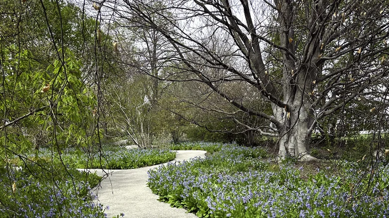 Plant Virginia Bluebells To Bring Hummingbirds & Other Beauties To Your Yard