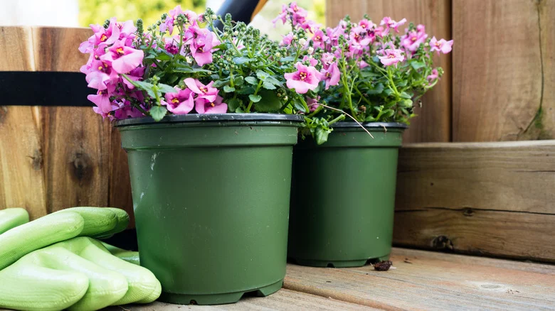 Planting Diascia Flowers Is An Easy Way To Add Blooms From Spring To Fall