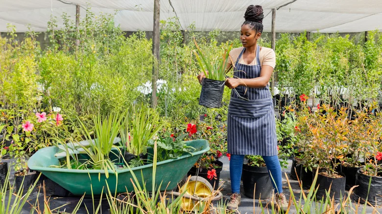 Planting Fast-Growing Ribbon Grass Is A Big Mistake. Here’s A Better Alternative