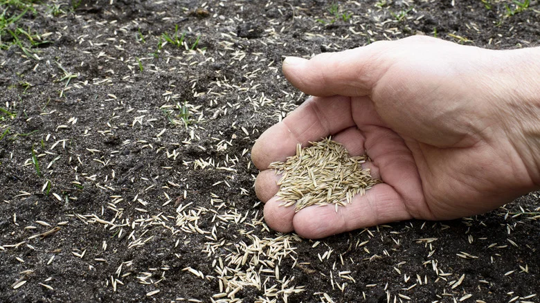 Planting Grass Seed Is Easier With The Help Of This Cleaning Staple