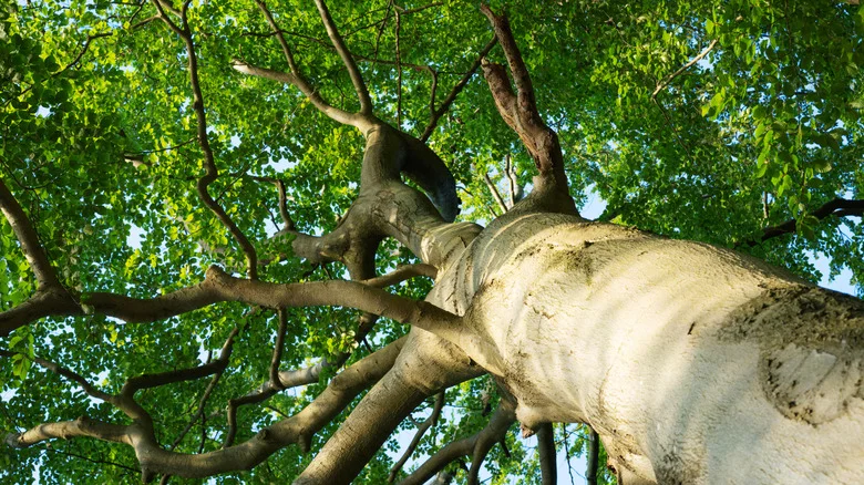 Planting Hostas Underneath Trees Is Almost Always A Good Idea — Unless It’s This One