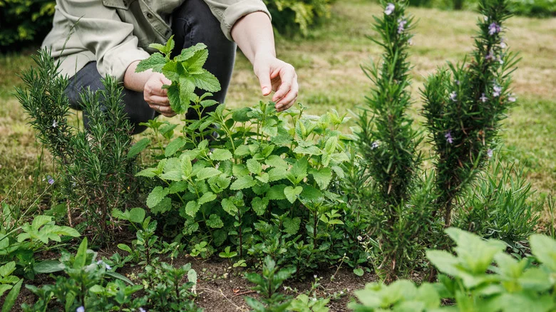 Planting These Two Aromatic Herbs Together Is A Gardening Mistake You’ll Regret