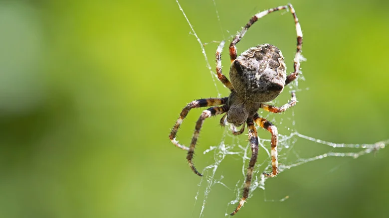 Planting This Gorgeous Flower May Result In An Unwanted Spider Problem