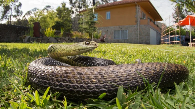 Plants In Your Garden That Could Be Attracting Unwanted Snakes