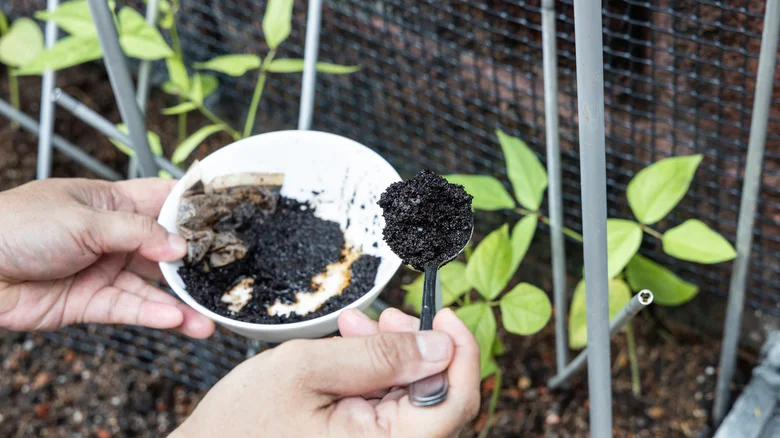 Plants In Your Home And Garden That Don’t Like Coffee Grounds As Fertilizer