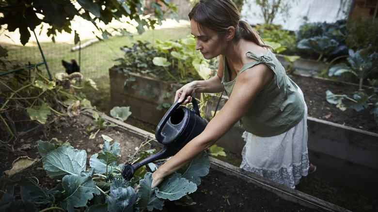 Plants In Your Home And Garden That Don’t Like Potato Water As A Fertilizer
