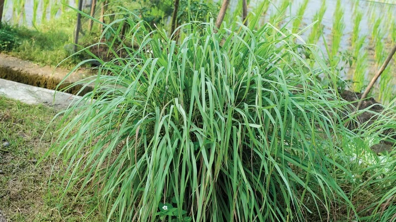 Plants That Grow Well Next To Lemongrass In The Garden (& Ones To Avoid)