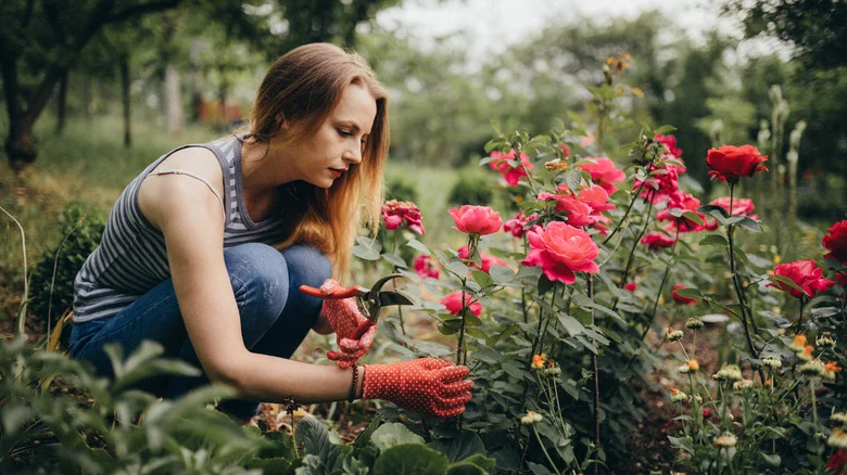 Plants That Look Like Roses And Are Easier To Handle In The Long Run