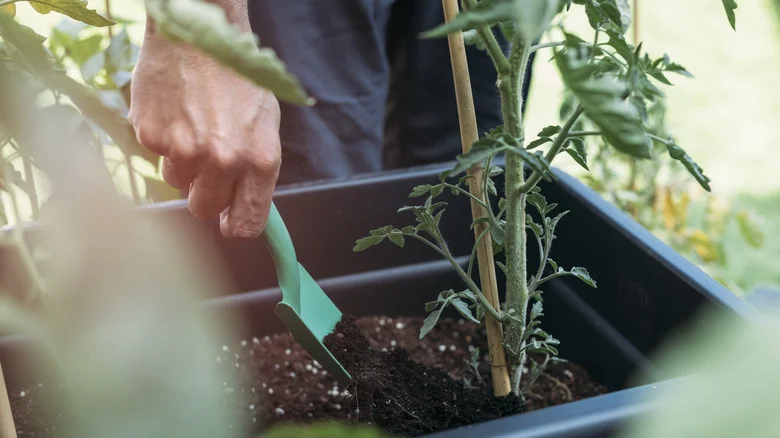 Plants That Need Extra Fertilizer In August For Long-Lasting Blooms