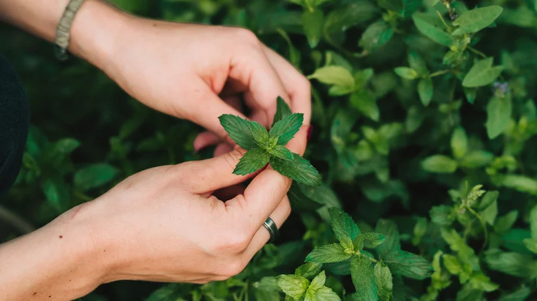 Plants That Will Grow Well Next To Mint