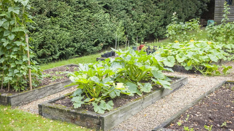 Plants That Would Love A Boost Of Potassium (& What It Actually Does)