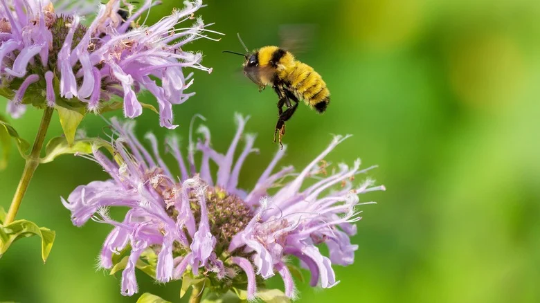 Plants You Shouldn’t Grow Next To Bee Balm
