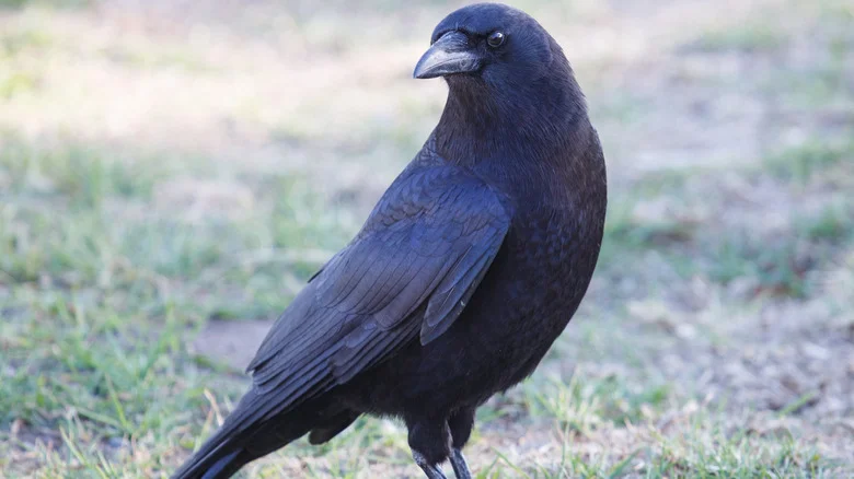 Plants You’ll Want In Your Yard Or Garden To Attract Crows