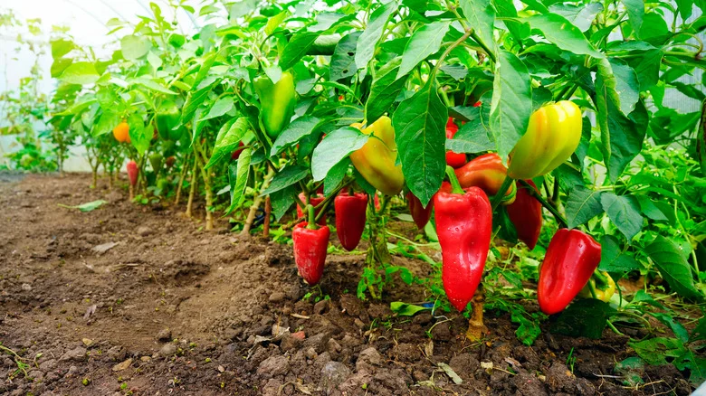 Plants You’ll Want To Keep Away From Your Peppers In The Garden