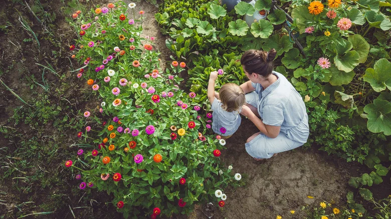 Poor Soil Quality Is No Problem When Growing These Beautiful Plants