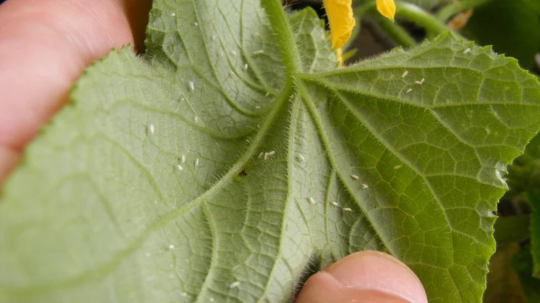 Popular Crops That’ll Attract Whiteflies To Your Garden (& What To Do About It)