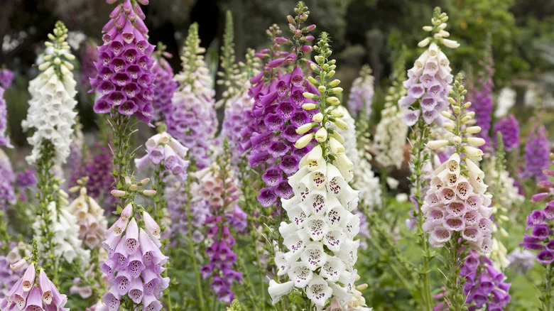 Popular Garden Flowers That Pair Beautifully With Foxglove