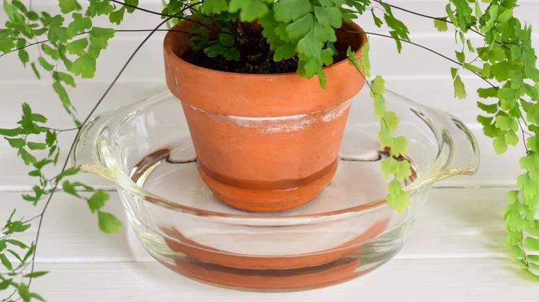 Pot Soaking Is The Ultimate Way To Give Your Indoor Plants A Boost With Epsom Salt