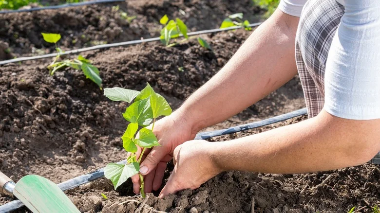 Potatoes Vs Sweet Potatoes: Can You Grow Them The Same Way?
