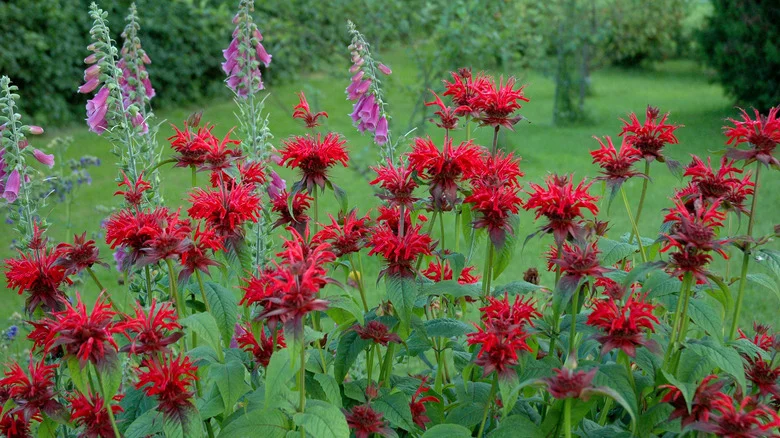 Prevent Bee Balm From Taking Over Your Garden With These Helpful Tips