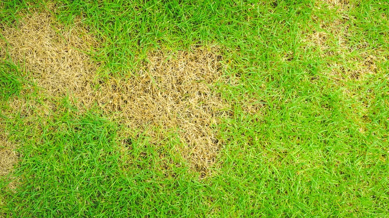 Prevent Chinch Bugs From Turning Your Lawn Brown With This Easy, Natural Remedy