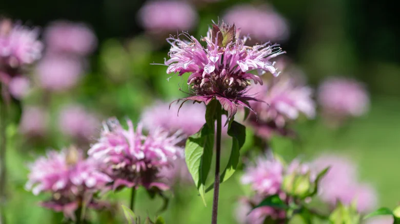 Prevent Diseased Bee Balm With An Essential Spring Gardening Task