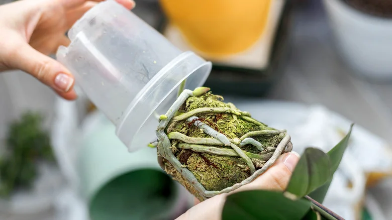 Prevent Plant Care Mishaps With See-Through Pots That Make Watering A Breeze