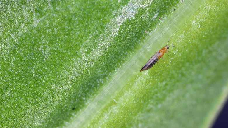 Prevent Thrips On Your Bulbs With The Help Of These Household Staples