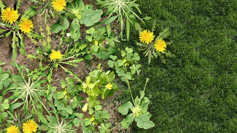 Prevent Weeds From Taking Over With The Help Of A Common Household Throwaway