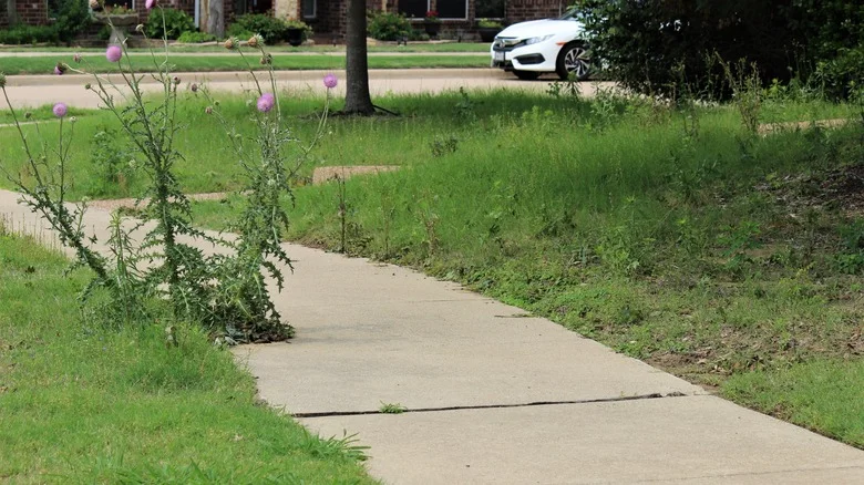 Prevent Weeds From Taking Over Your Lawn With A Helpful Removal Tip