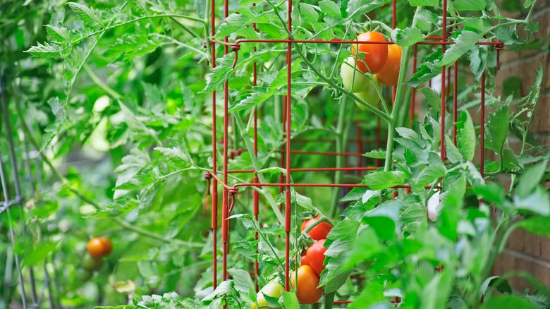 Prevent Your Garden Cages From Weathering With This WD-40 Hack