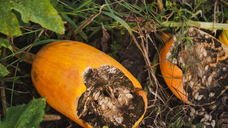 Prevent Your Pumpkin Plants From Rotting With This Easy Tile Hack