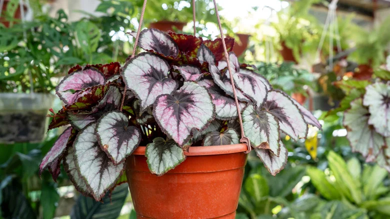 Propagate Gorgeous Begonia In Water For A Garden Full Of Color, Here’s How